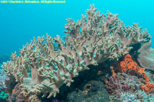 soft coral